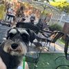 poshrswanky